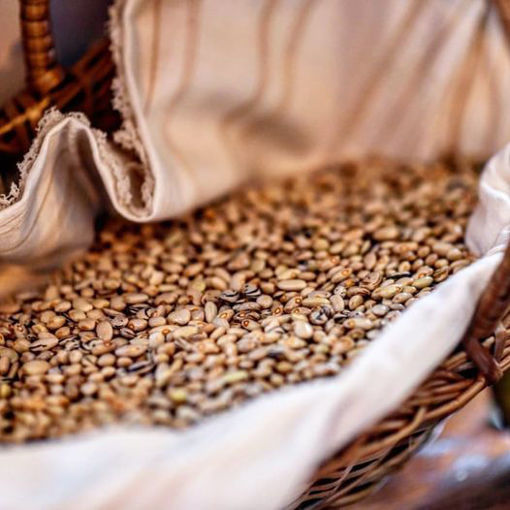 Picture of Iballe Beans