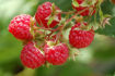 Picture of Raspberries (1KG)