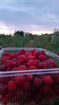 Picture of Raspberries (1KG)