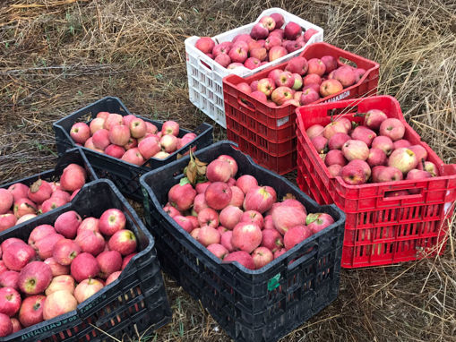 Picture of Apples (1KG)