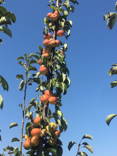 Picture of Persimmon (1KG) 