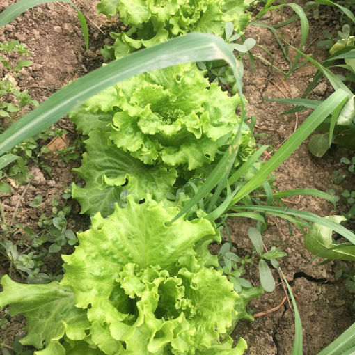 Picture of Salad (1 KG)