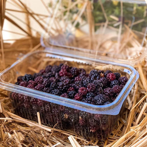 Picture of Wild Blackberry