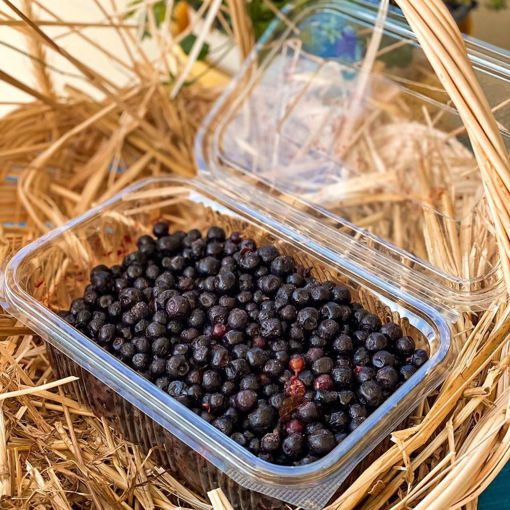 Picture of Blueberries