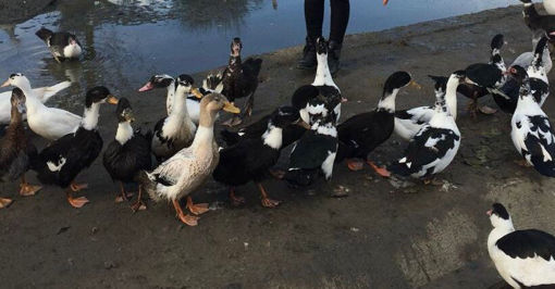 Picture of Farm Goose (1 KG)