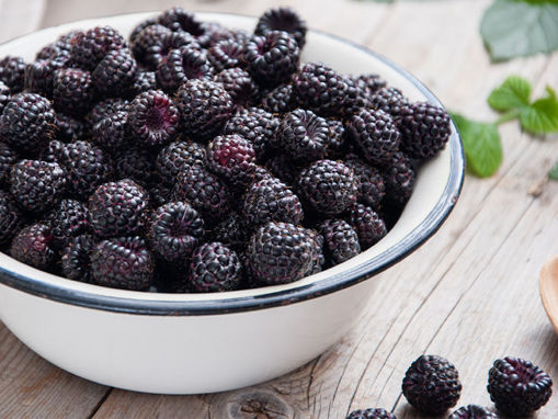 Picture of Blackberry