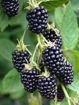 Picture of Blackberry