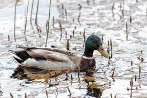 Picture of Farm Duck (1 KG)