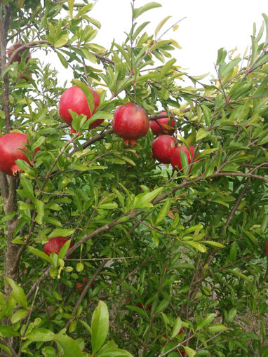 Picture of Pomegranates (1KG)