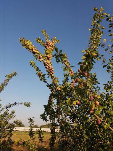 Picture of June Plums (1KG)