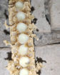 Picture of Royal Jelly