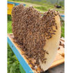 Picture of Honey of Trumze (1KG)