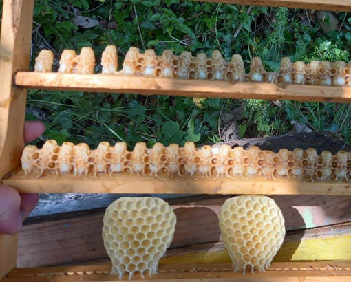 Picture of Bee Milk (1 GR)